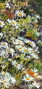 Daisies One