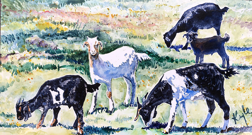 Goats on Camp Road