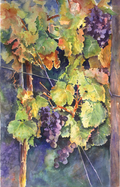 Grapevines