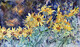 Okanagan Arrowleaf Sunflowers