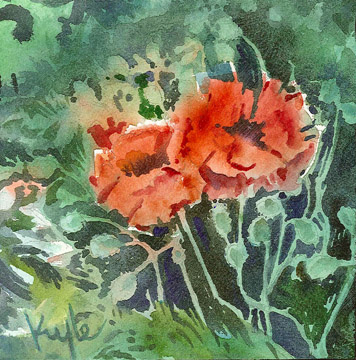 Poppies