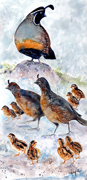 Quail Family