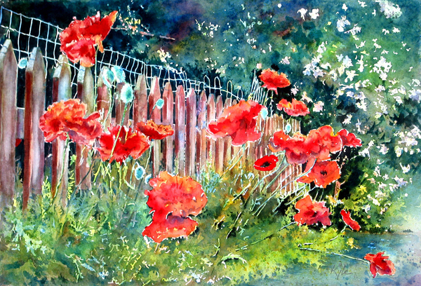 Red Poppies and Red Fence