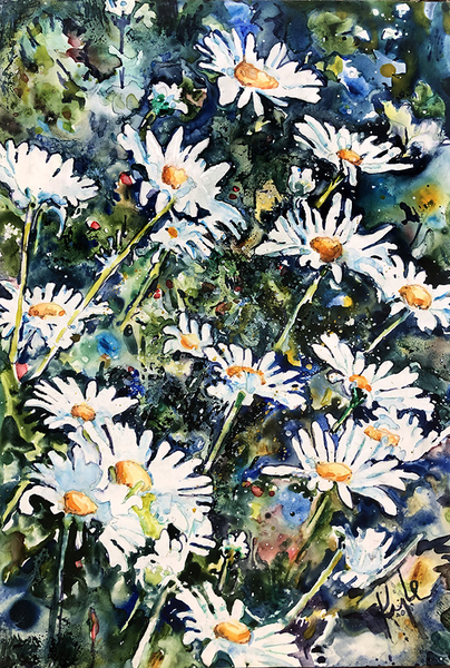 Shasta Daisies