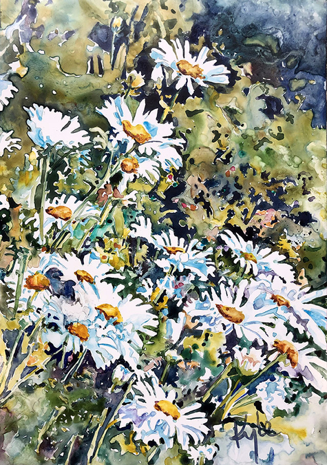 Shasta Daisies