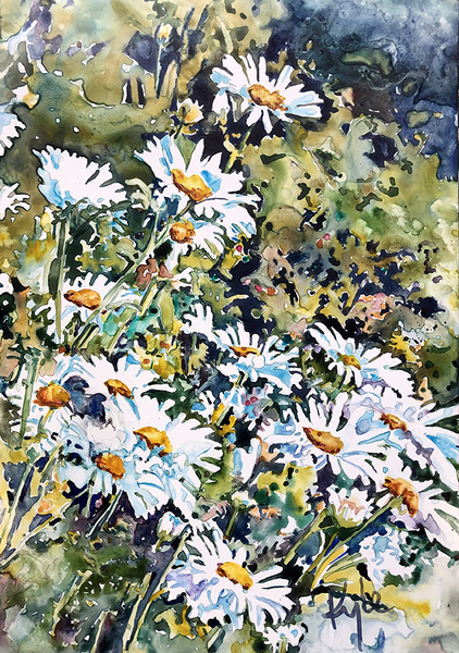 Shasta Daisies