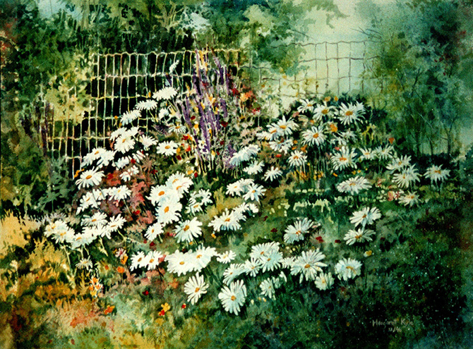 Shasta Daisies Against Fence