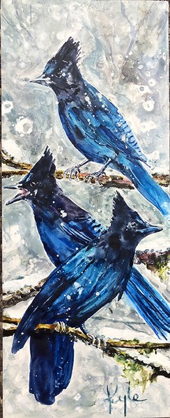 Steller's Jays in Winter