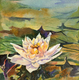 waterlily